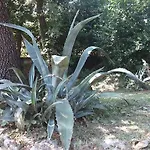 Green Garden *