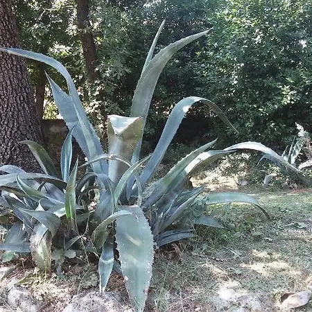 Green Garden *
