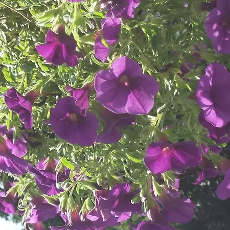 Garden شقة أوباتيا