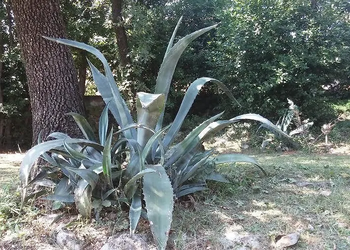 绿色花园公寓 *